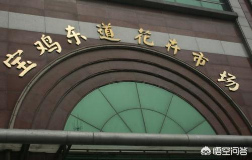 天津宠物市场在哪里:天津哪个花鸟鱼虫市场最大？在哪里？