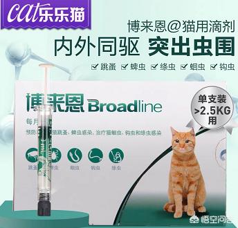 头条问答- 猫咪身上有虫，会有什么表现？(36个回答)