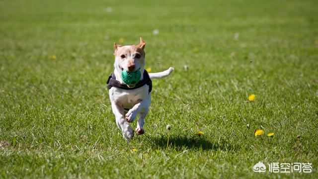 改变世界的犬类全集:狗狗一生要经历哪几个阶段？