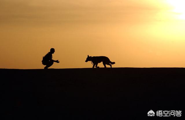 改变世界的犬类全集:狗狗一生要经历哪几个阶段？