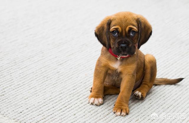 萨摩犬佝偻病症状:狗狗如果缺乏微量元素，会有哪些现象？