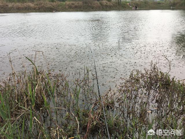 伏尔加河的鱼的个人空间:水草对鱼情的益处不少，反噬作用同样不可忽视，钓鱼人如何应对？ 伏尔加河的鱼什么意思