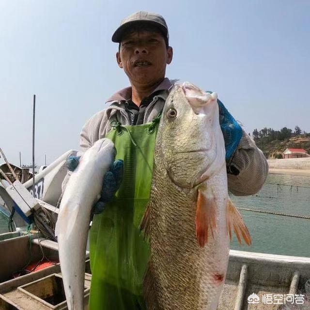 黄油小熊是谁:知道这个小熊叫什么名字吗？
