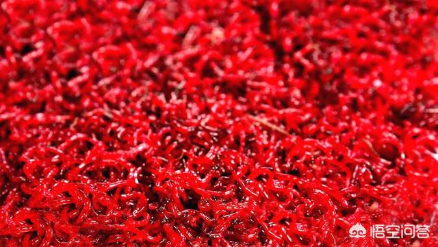 钓鱼红虫怎么养吗:钓鱼用的红线虫和红虫怎么养想自己在家养点？