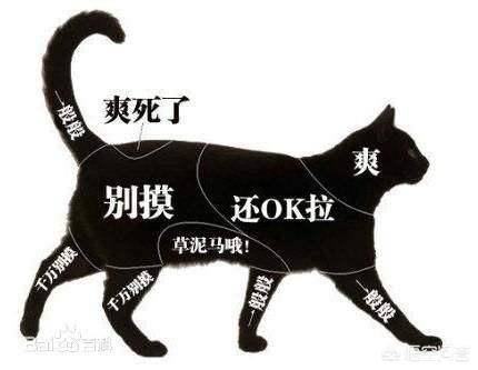 抓猫:主人警告过不能捉猫玩，小孩子捉来玩，且被抓伤，主人要担责吗？
