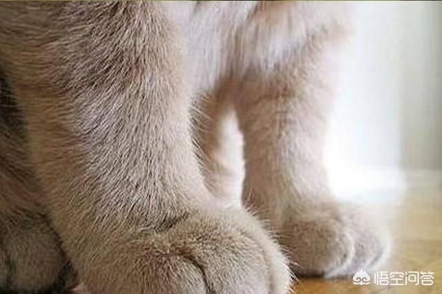 抓猫:主人警告过不能捉猫玩，小孩子捉来玩，且被抓伤，主人要担责吗？