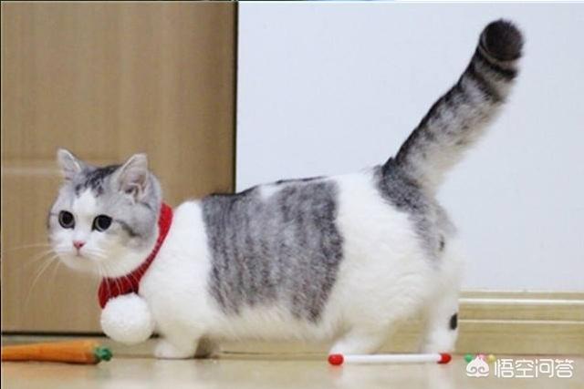 斯芬克斯猫加热:你见过长相最奇怪的猫长什么样？ 斯芬克斯猫真的好烦人