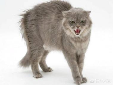 不爽猫表情包:猫咪讨厌你会有什么表现？