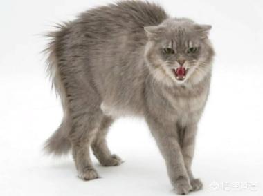 不爽猫图片大全:如何避免给猫做绝育后，猫会恨主人的问题？