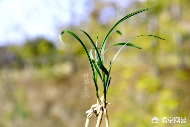 一叶兰能用淘米水浇吗:淘米水和洗菜水可以用来浇兰花吗？