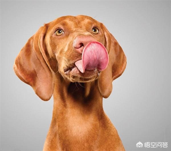 不会真有人当舔狗吧:为什么一些男生会愿意做“舔狗”？