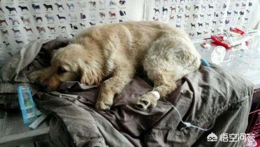 犬细小病有什么症状:幼犬细小死亡率很高需要及时发现及早治疗，如何辨别细小的症状？