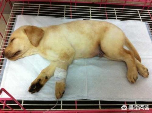 犬细小病有什么症状:幼犬细小死亡率很高需要及时发现及早治疗，如何辨别细小的症状？