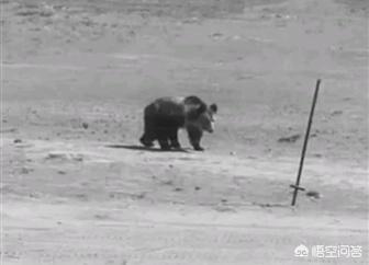 月熊:问，狗熊跟棕熊有什么区别？
