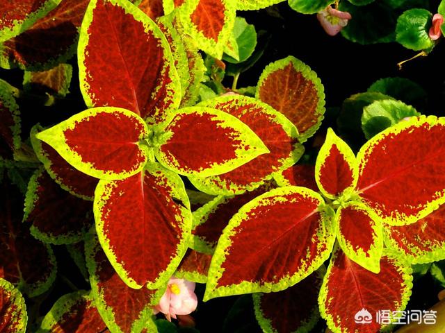 彩叶草怎么种:彩叶草怎么种植种子 五彩苏可水培吗？要注意什么？
