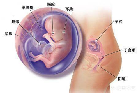 头条问答 女性的怀孕时间是从什么时候开始算的 这方面有哪些要注意的 戌子育儿课堂的回答 0赞