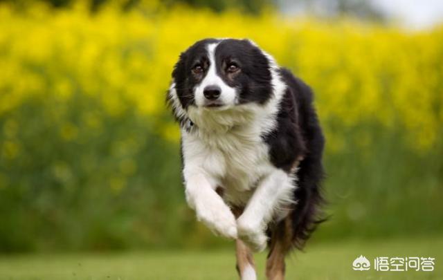 土耳其坎高犬能长多高:狗狗有哪些有趣的排行知识？