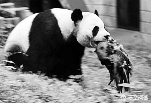 澳洲野犬 百科:澳洲国宝袋鼠和我国国宝大熊猫打架，谁更厉害？有何依据？