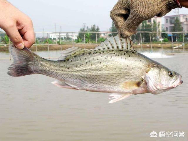 鲈鱼的生活习性:海钓鲈鱼什么时候最好？为何？