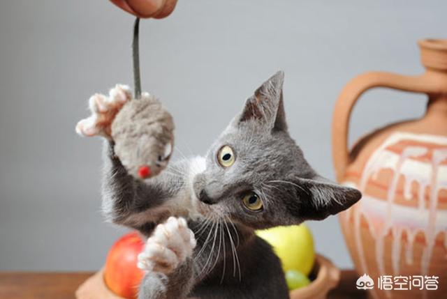 宠物猫咪如何预防疾病？-头条问答