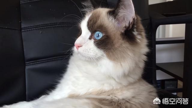 布偶:布偶猫价格 网友们，请问有谁养过布偶吗？真的很乖？好养吗？