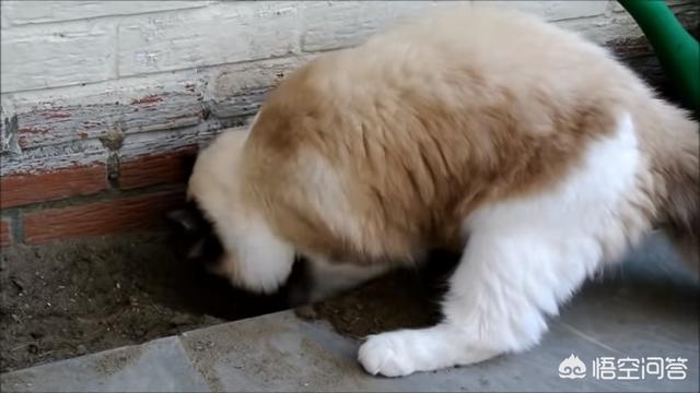 布偶:布偶猫价格 网友们，请问有谁养过布偶吗？真的很乖？好养吗？