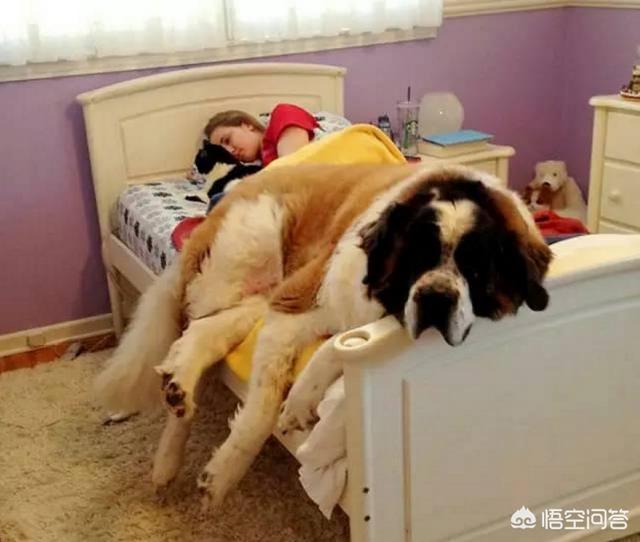 睡狗:有的狗狗为什么喜欢和人一起睡觉呢？