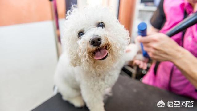 可爱的比熊犬图片:柯基、比熊、泰迪，哪个比较聪明好养呢？