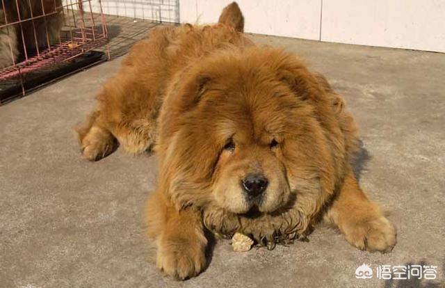 松狮好养吗:养了松狮以后，为什么会被宠物店拒之门外？