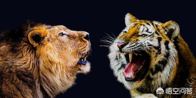 世界上最大的藏獒王大战狮子:非洲雄狮对战东北虎，谁会获胜？