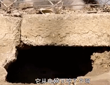 世界最差动物园永久关闭:为什么大部分动物园没有蜜獾呢？