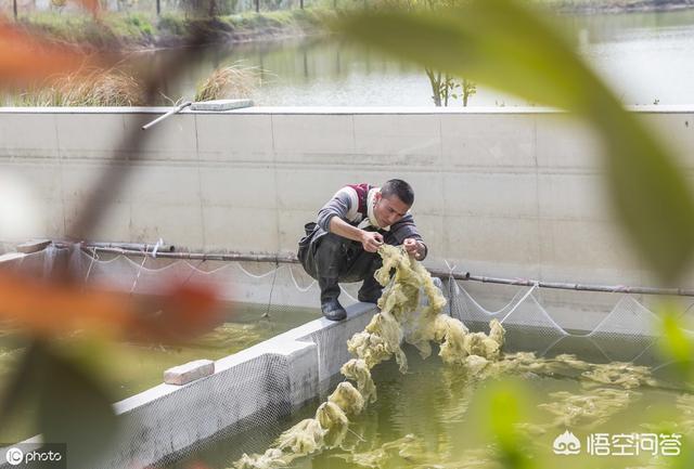 丰年虾图片:用丰年虫喂鱼，喂多了会不会引起鱼死亡呀？