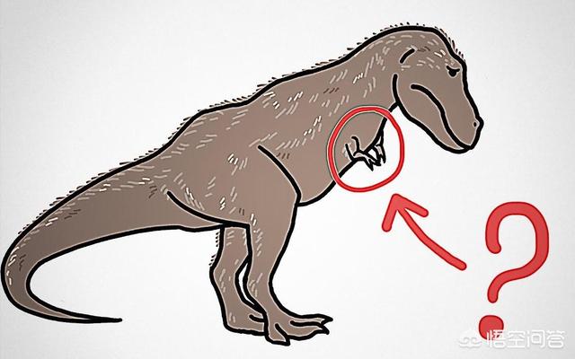 霸王龙前面的小爪子是干嘛的(霸王龙前面的小爪干嘛的)