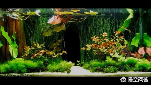 头条问答 草缸可以先放水草泥种上水草后 在上面再去铺一层底砂吗 6个回答