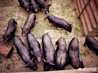 猪传染性胃肠炎:猪传染性胃肠炎怎么治 猪传染性胃肠炎怎么防治？