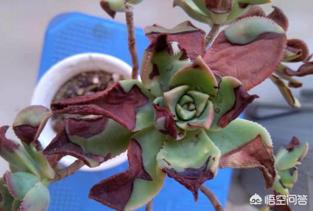 多肉景天科长生草属有哪些植物:多肉长的几种斑该怎么区分呢？