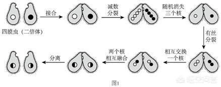 为什么会有雌雄同体的动物:为什么地球上的大多数生物只有两种性别？