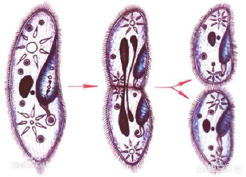 为什么会有雌雄同体的动物:为什么地球上的大多数生物只有两种性别？