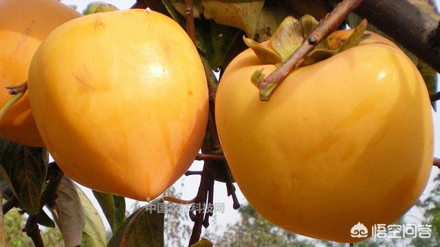 新安牛心柿子主要产区在哪，种柿子，晒柿饼，什么品种好