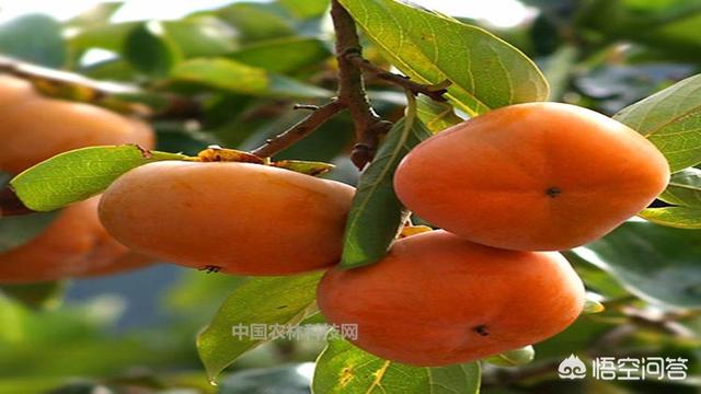 火焰乌贼柿饼:种柿子，晒柿饼，什么品种好？