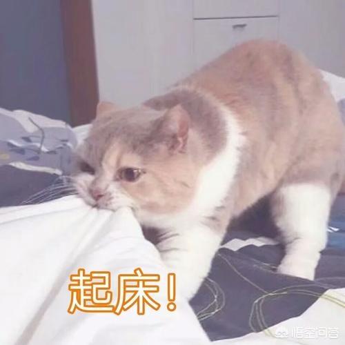 猫的生活习性日记:如果你的猫有一本日记，你觉得里面会有哪些内容？