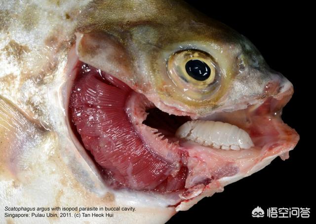 缩头鱼虱去掉鱼会死吗(缩头鱼虱能被鱼吃掉吗)_经验妙招5_经验妙招_小