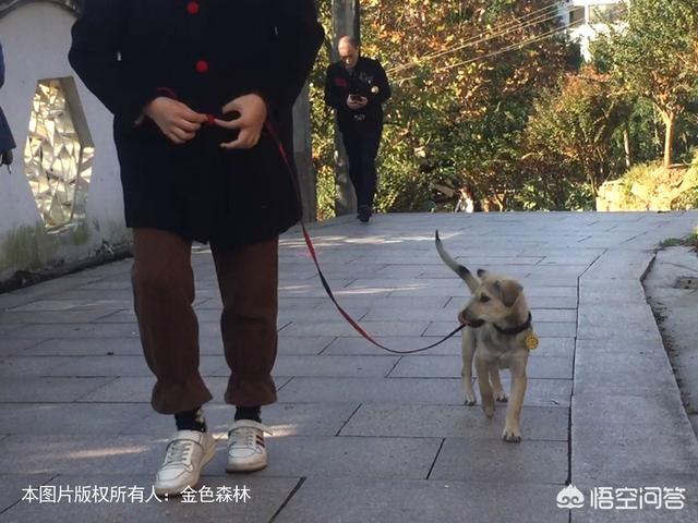 牵犬师培训手册电子档:遛狗需要带上什么东西？怎么做好？
