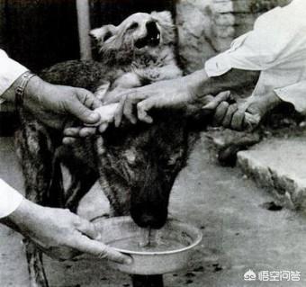 食蚁兽有两个头:食蚁兽本能保护行为 历史上的“双头狗”实验是怎么回事？最后这两只狗怎么样了？