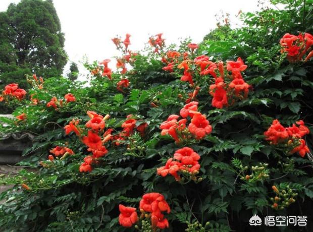 凌霄花与炮仗花的图片:哪些花可以爬墙且花期长？