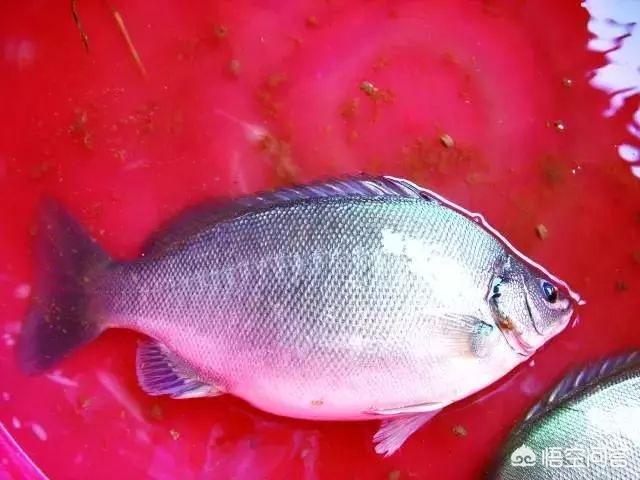 澳洲琴鸟饲养:如何利用网箱养殖澳洲宝石鲈鱼？