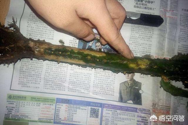 巴西龙骨受冻图片:请各位老师看看我的龙骨截顶后，一个多月了不发芽？