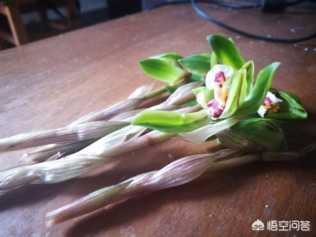 九子大花蕙兰的图片:为什么我的大花蕙兰去年开黄花，今年开红花了，奇怪？