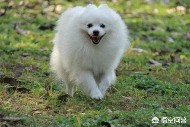 纯种博美犬好养吗:头条里有家里养着博美的吗？需要详细了解下，博美好养嘛？