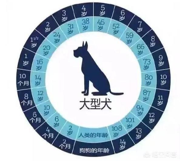 德国名犬图片大全:德国牧羊犬几岁开始步入老年？老了该如何照顾？